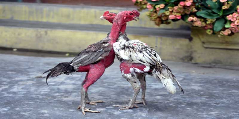 Tiết lộ lời giải cho câu hỏi 1 hồ đá gà bao nhiêu phút 