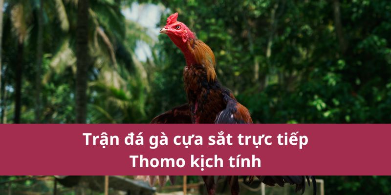 Trận đá gà cựa sắt trực tiếp Thomo kịch tính