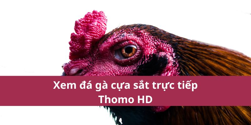 Xem đá gà cựa sắt trực tiếp Thomo HD