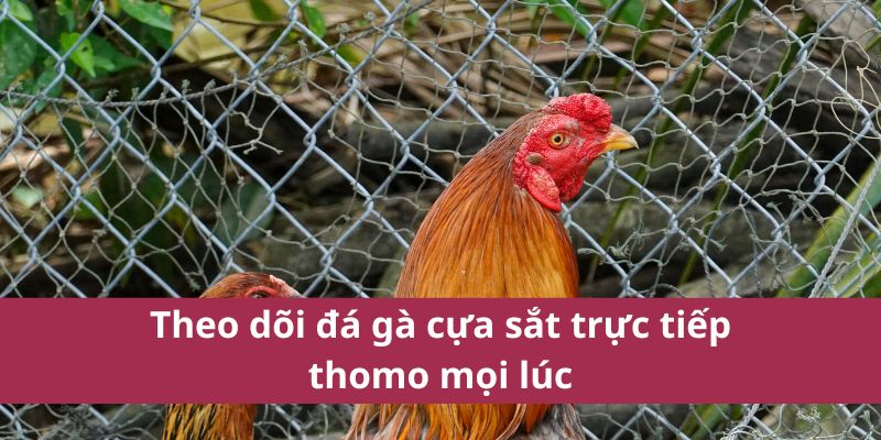Theo dõi đá gà cựa sắt trực tiếp thomo mọi lúc