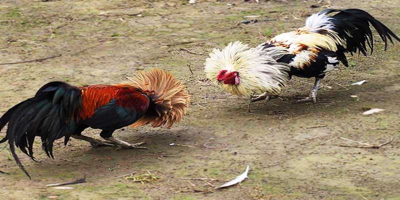 Khái quát về thể loại đá gà tre