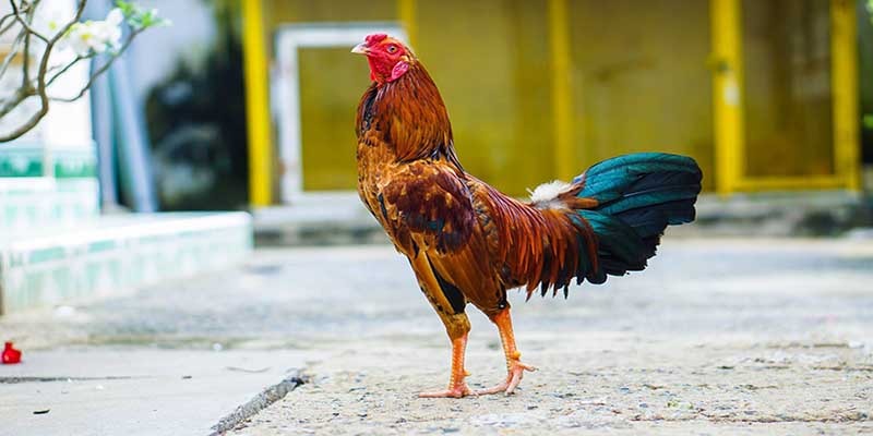Quy luật về cách chơi đá gà tre